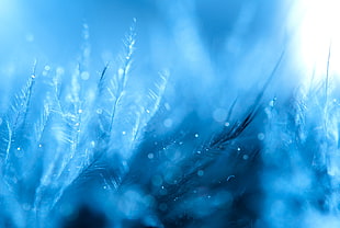 macro photography of snow covered plant