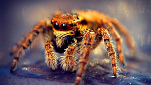 macro shot photography of brown jumping spider HD wallpaper