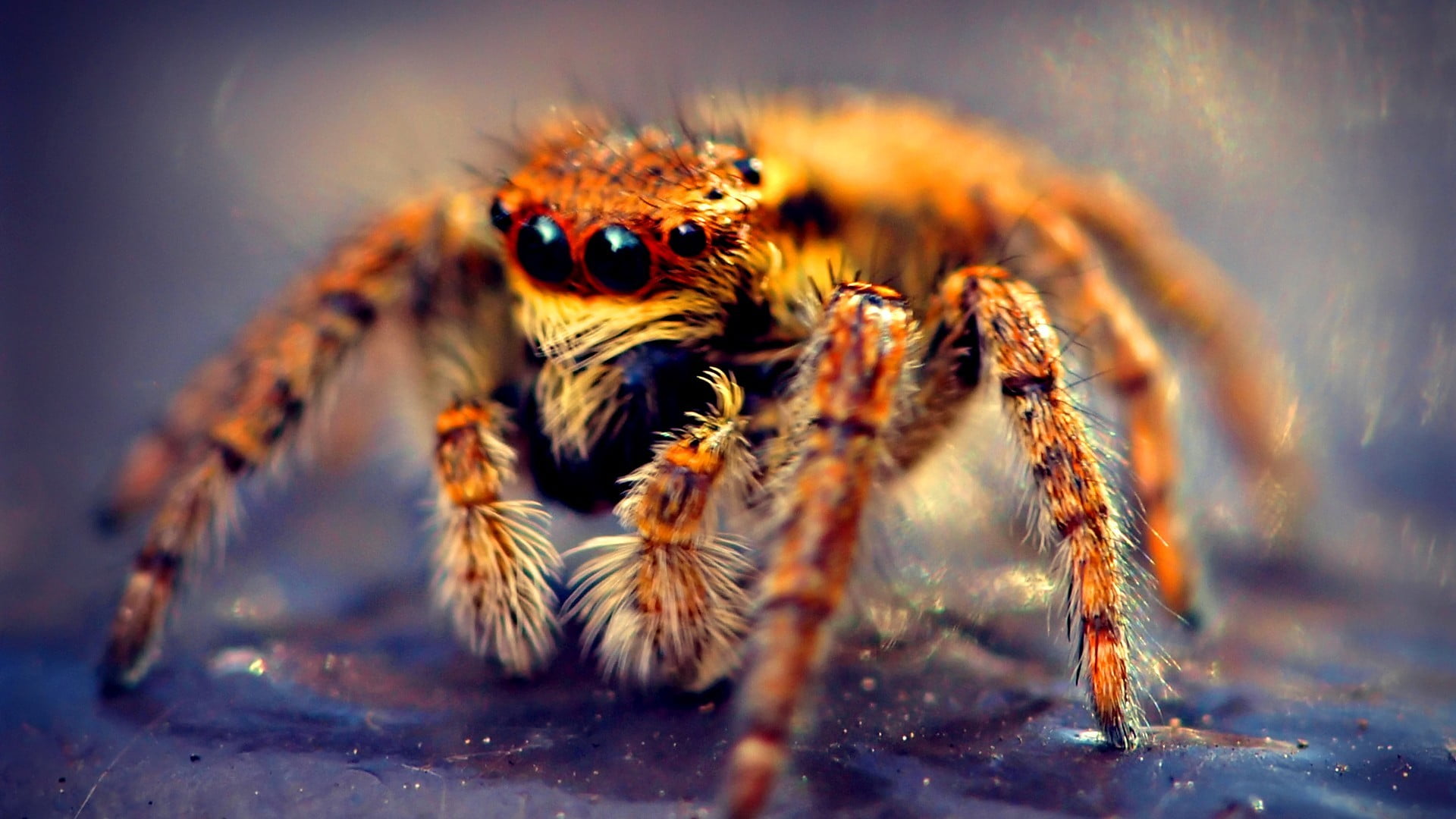 macro shot photography of brown jumping spider