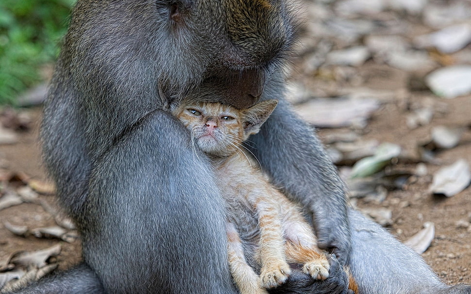 gray macaque with orange wild cat HD wallpaper