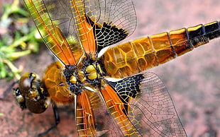 closeup photography of brown dragonfly HD wallpaper