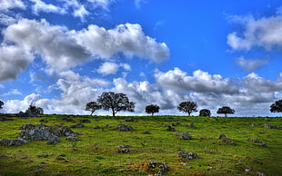panoramic landscape photography of field with trees HD wallpaper