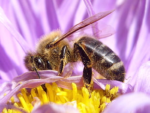 macro photography of bee eating nectar HD wallpaper