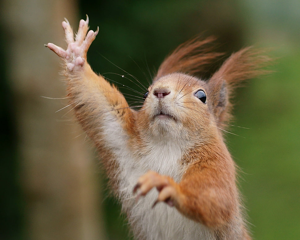 brown squirrel, squirrel, animals HD wallpaper