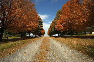gray concrete road between brown trees under clear sky during daytime HD wallpaper