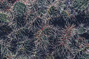 close up photo of green cactus