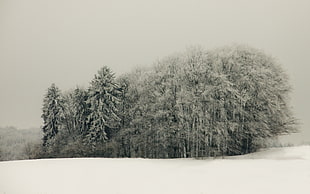 sepia photography of trees between snow covered ground