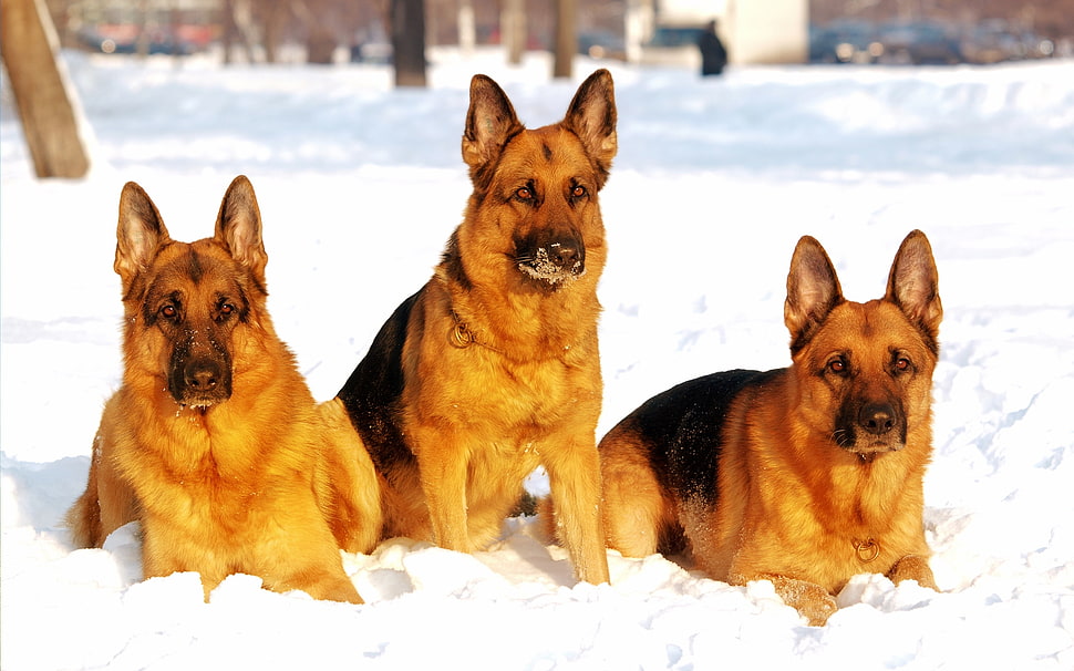photo of three black-and-tan German Shepherd dogs on snow field HD wallpaper