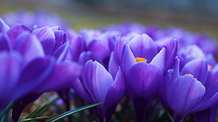 close up purple petaled flower photography