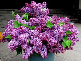 purple Lilac flower arrangement HD wallpaper