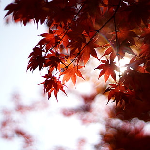 selective focus of autumn leaves HD wallpaper