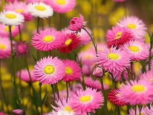 pink Gerbera flower field at daytime HD wallpaper