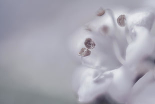 macro photography of white flower during daytime HD wallpaper