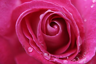 macro photography of pink rose HD wallpaper