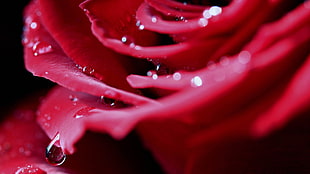 red Rose flower with water dew HD wallpaper