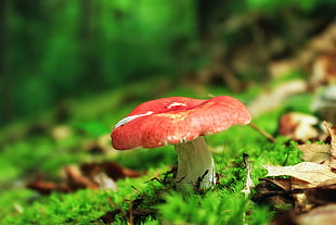 focus photography of red and white mushroom
