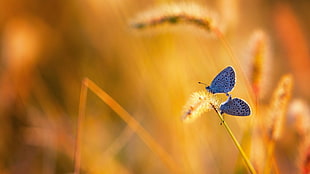 two blue butterflies, butterfly HD wallpaper
