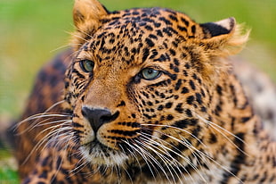 leopard photo