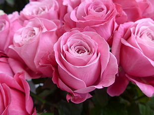 pink rose bundles