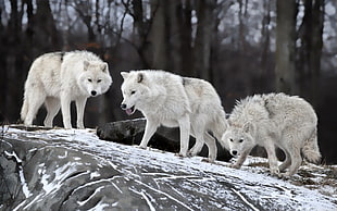 pack of wolves, wolf, wildlife, animals, snow HD wallpaper