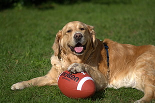 golden Retriever dog holding football