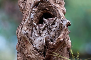 two brown owls, nature, animals, trees, owl