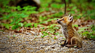 brown fox, fox, animals HD wallpaper