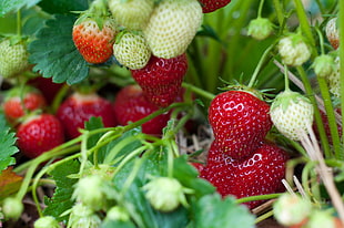 photo of strawberries HD wallpaper