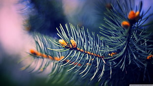 selective focus photo of green pine tree, nature, plants