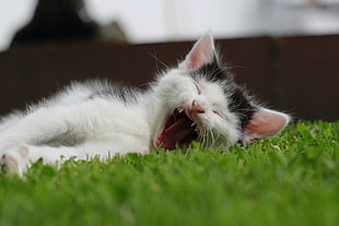 close up photography of white and black short fur kitten lying down on grass field HD wallpaper