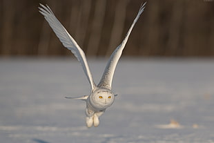 shallow focus of flying white and gray owl