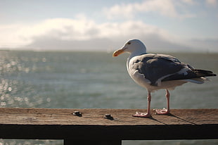 white and black seagull bird on brown wooden dock