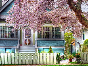 cherry blossom tree near house HD wallpaper