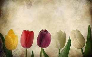 yellow , pink , purple ,and white tulip flowers