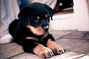 depth of field photography of mahogany Rottweiler puppy lying on gray pavement
