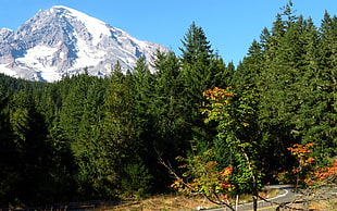 gray mountain with snow behind green trees