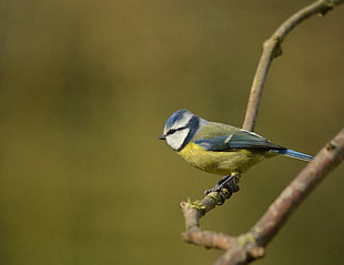 green and yellow bird on tree branch at daytime, blue tit