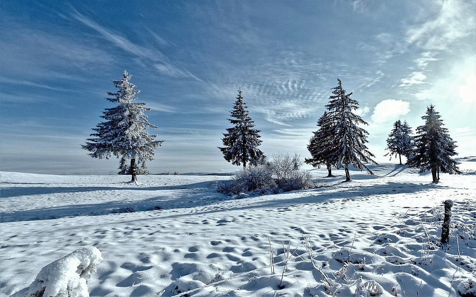 snow covered trees under blue cloudy skies HD wallpaper