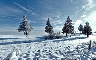 snow covered trees under blue cloudy skies