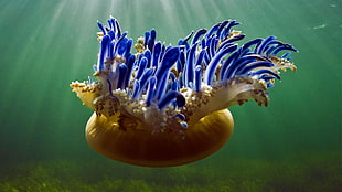 brown and blue jellyfish, Bing, 2017 (Year), animals, jellyfish