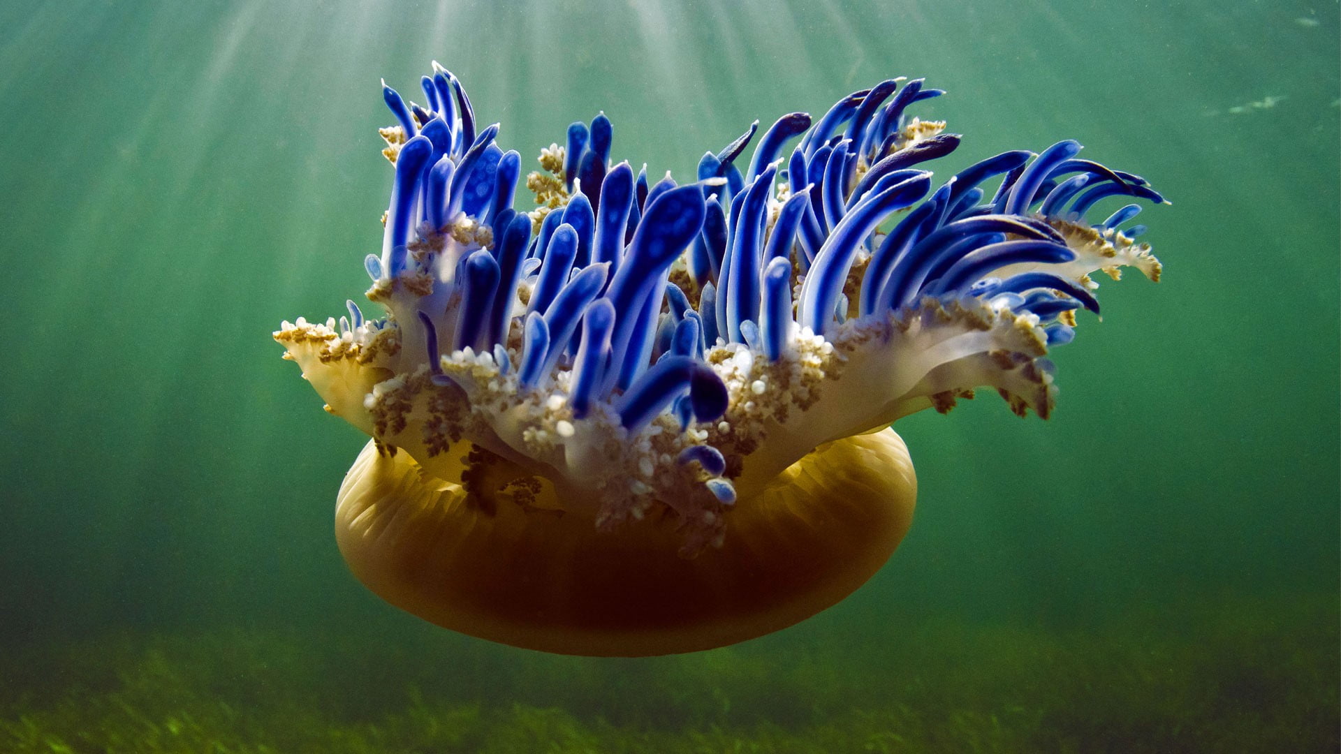 brown and blue jellyfish, Bing, 2017 (Year), animals, jellyfish