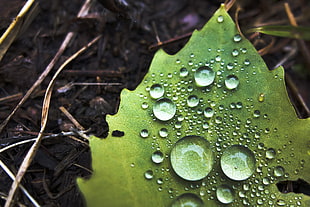 water dews on top of green leaf