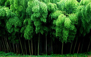 green leafed plants, bamboo, nature