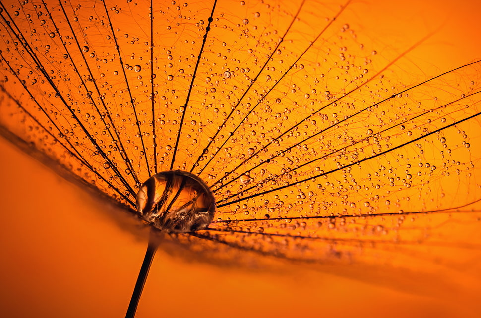 photography of orange hand fan HD wallpaper
