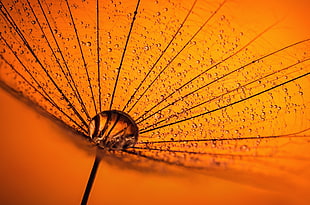 photography of orange hand fan