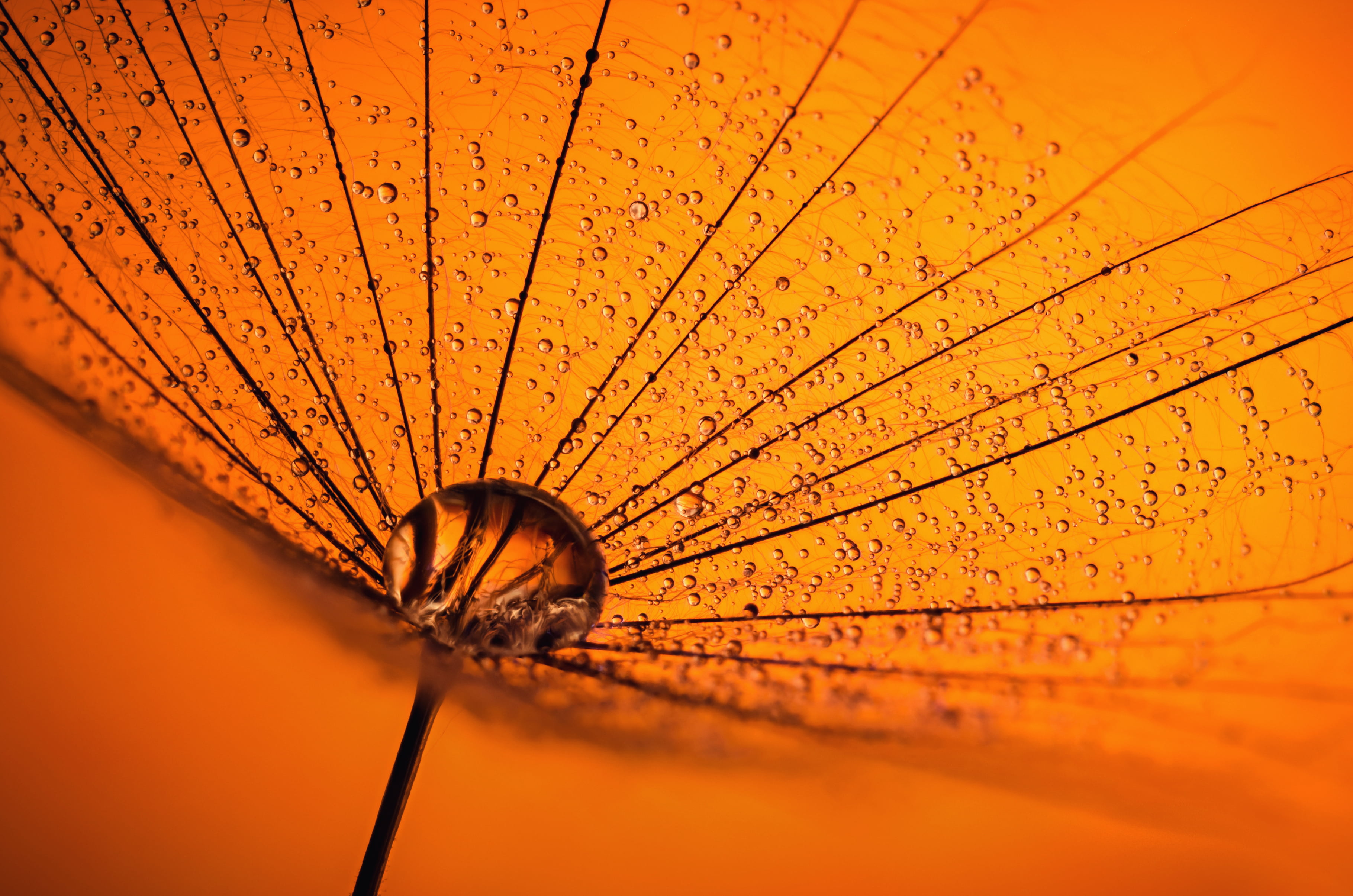 photography of orange hand fan