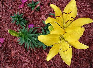 yellow petaled flowers