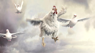 white and gray tabby cat, Fable, Chicken, dove, sky