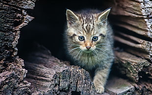 gray Norwegian Forest kitten
