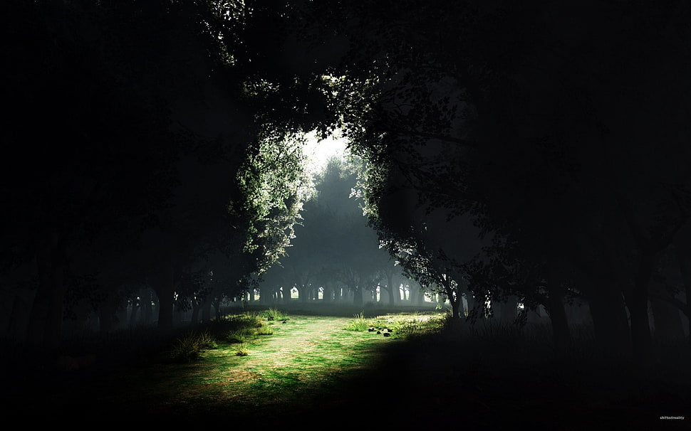 green trees, forest, landscape HD wallpaper